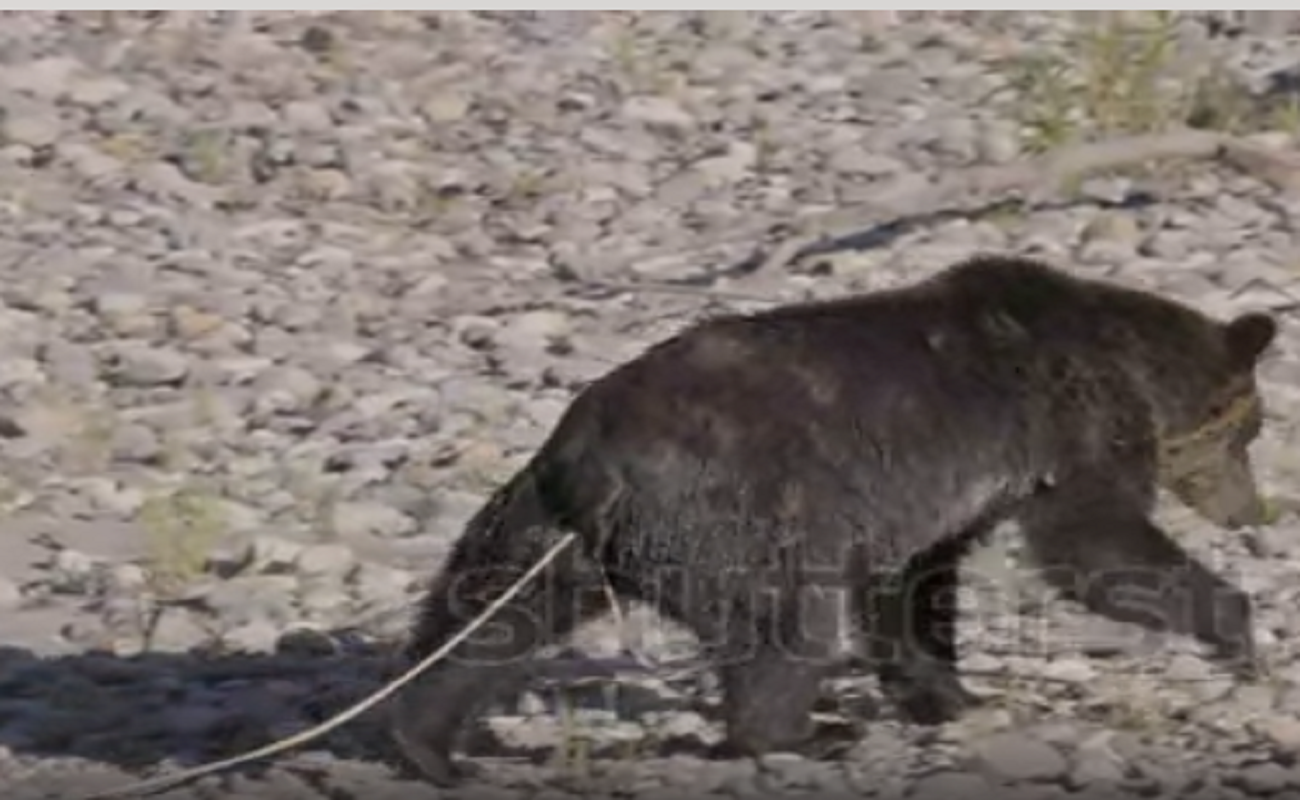 Viral Video Of Bear Walking With Tapeworm Sticking Out Of His Back