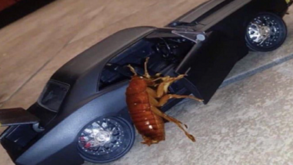 Cockroach Getting Into Someone’s Car