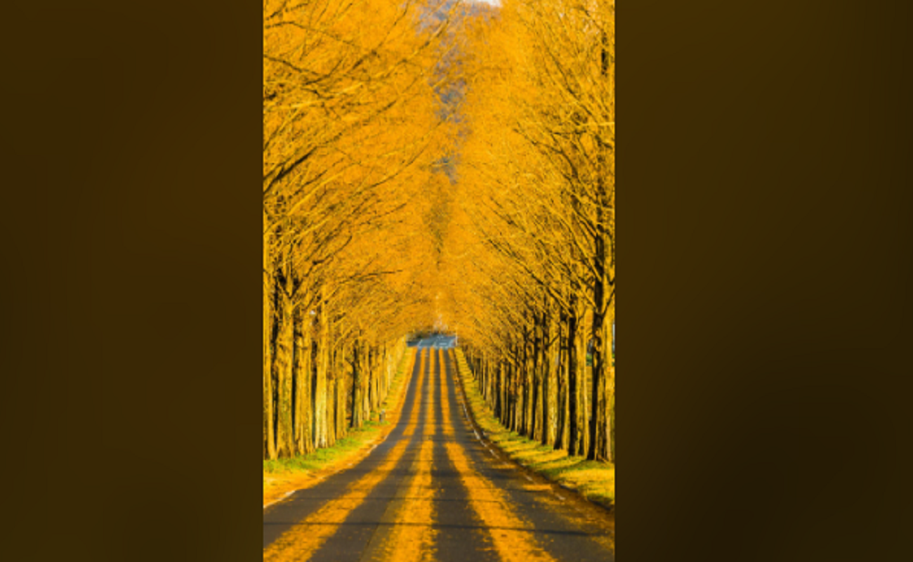 Yellow spring road in japan. Желтая Весенняя дорога в Японии. Алмазная мозаика «осенний лес». Дорога желтой весны. Еллоу спринг роад.